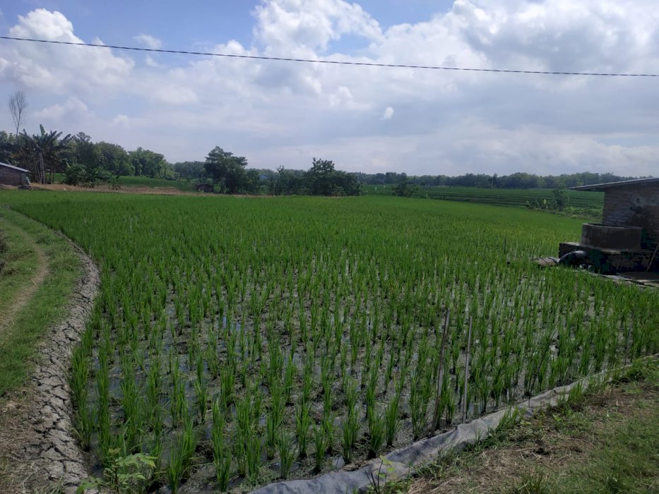 tanah 8100m2 + sibel