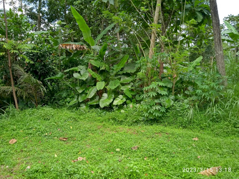 Dijual cepat tanah kosong di Jl. Pertapaan Gedono Salatiga