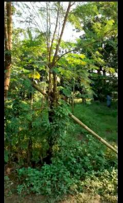 Jual Tanah lapang Murah