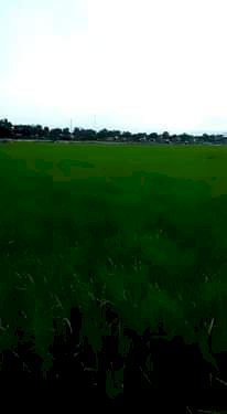 Jual tanah sawah lok stategis enak, pinggir jalan,samping proyek rsud