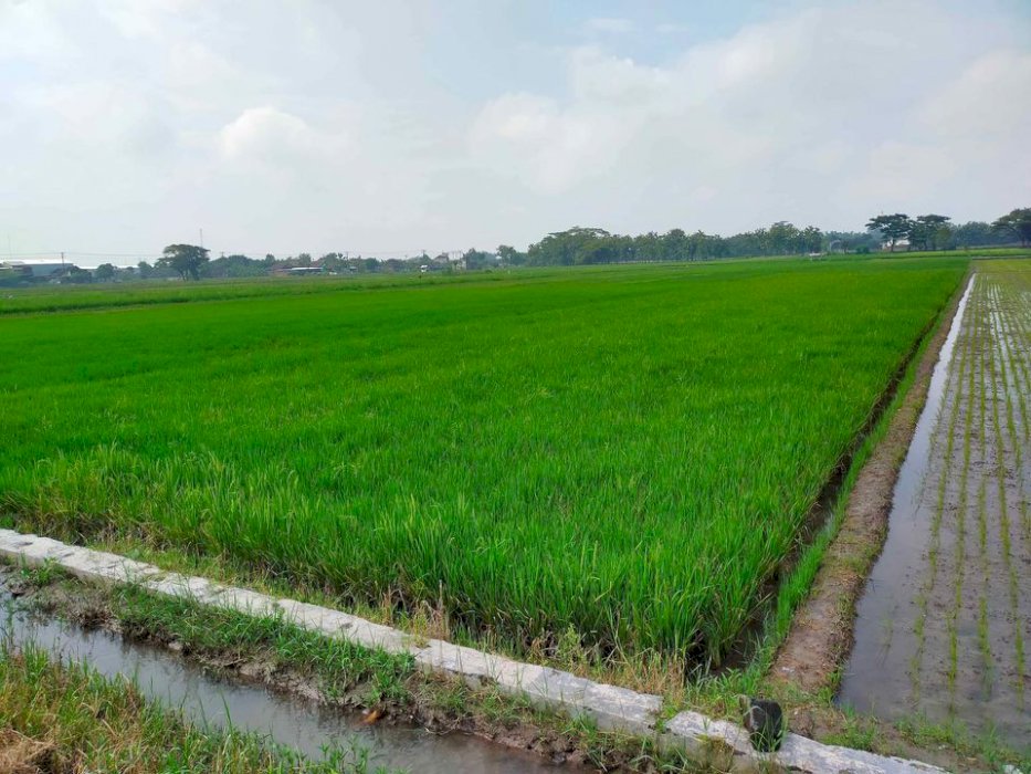 Dijual sawah gawok MURAH