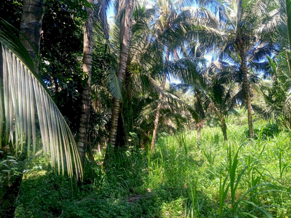 dijual tanah Perkebunan kelapa