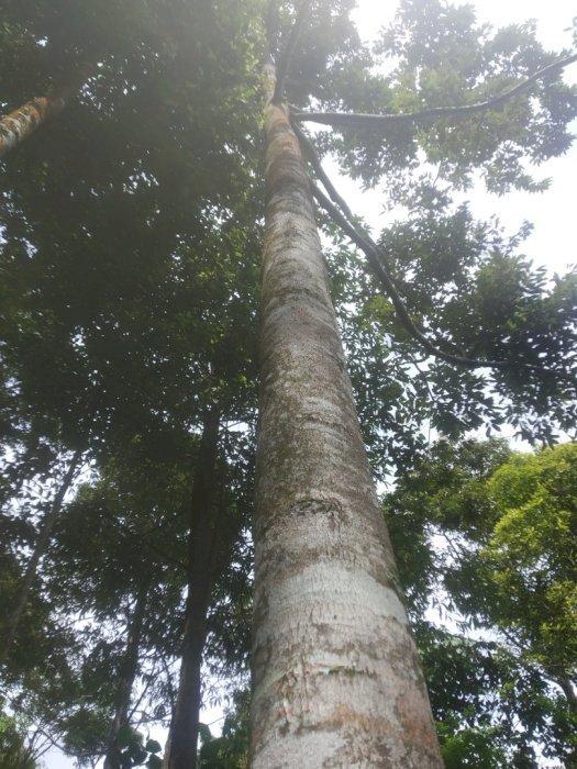 tanah kebun nempel jalan desa