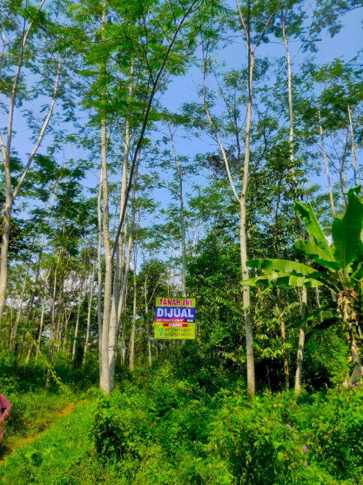 DIJUAL TANAH Rp.100.000/MÂ² LUAS 2230 MÂ²