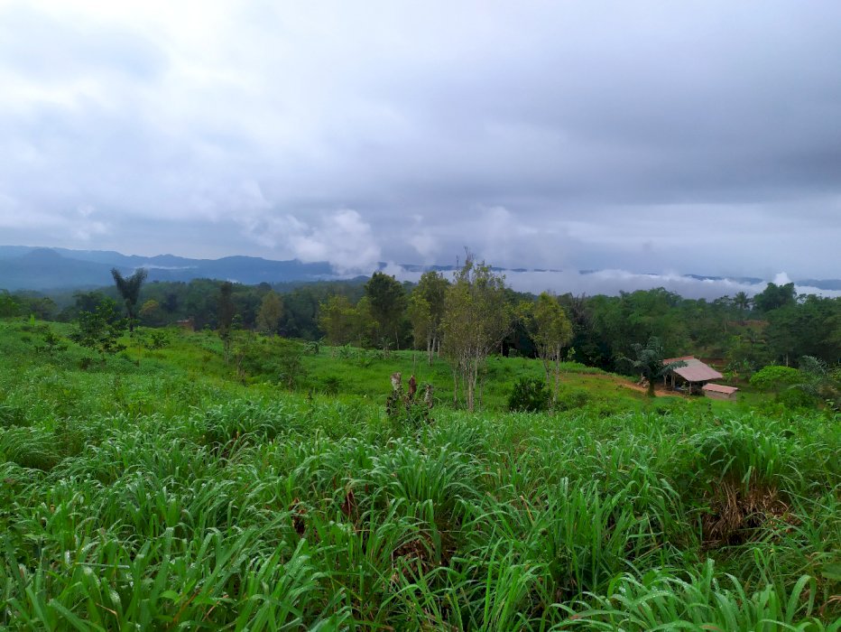 Jual perkebunan aktif sereh wangi dan penyulingannya