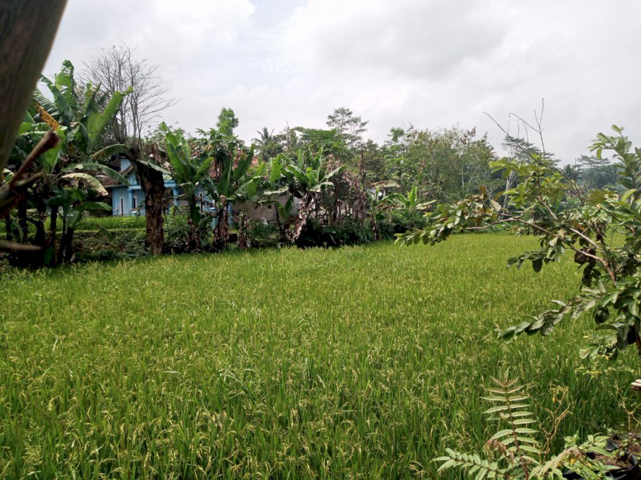 Tanah hak pilik sendiri