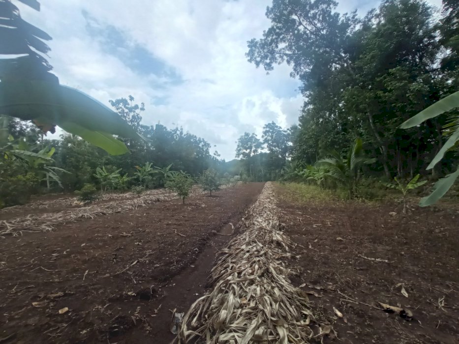 Dijual Tanah Pekarangan
