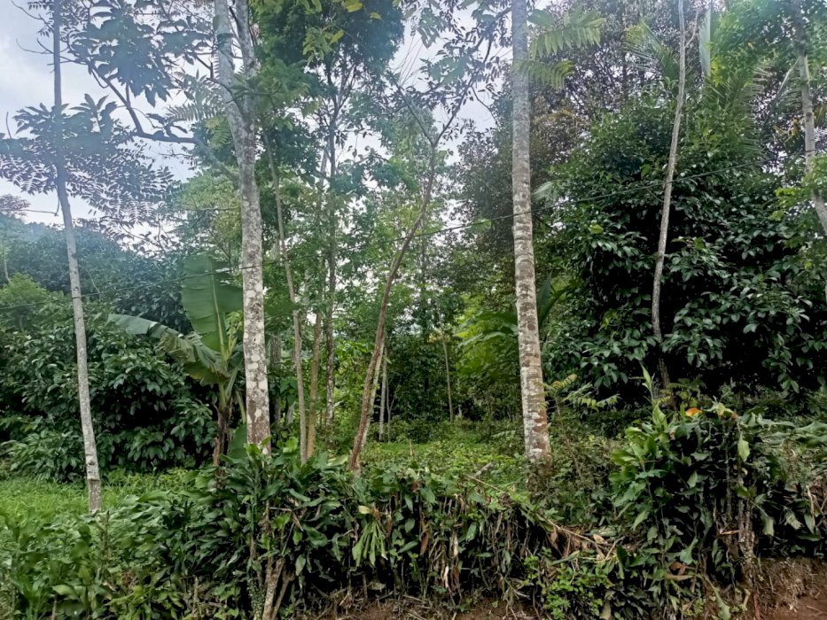 Dijual tanah kebun cocok untuk investasi