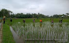 jual sawah lokasi subang dawuan