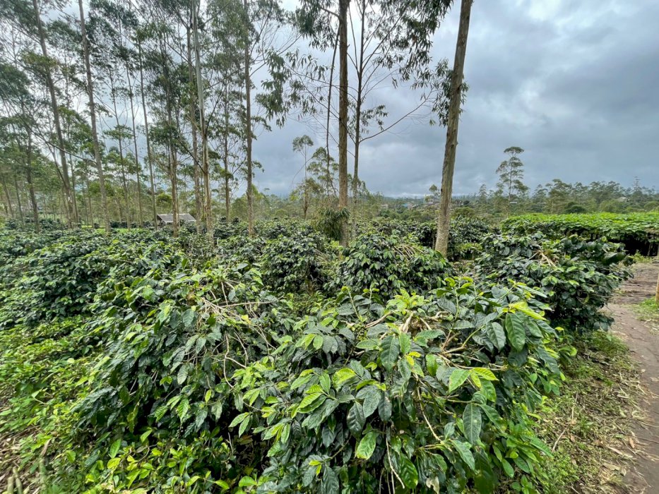 Di jual tanah milik pribadi bersertifikat