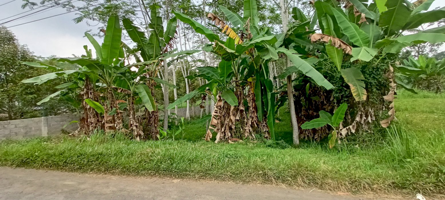 Tanah Kebun Alba Cocok untuk investasi atau buat rumah