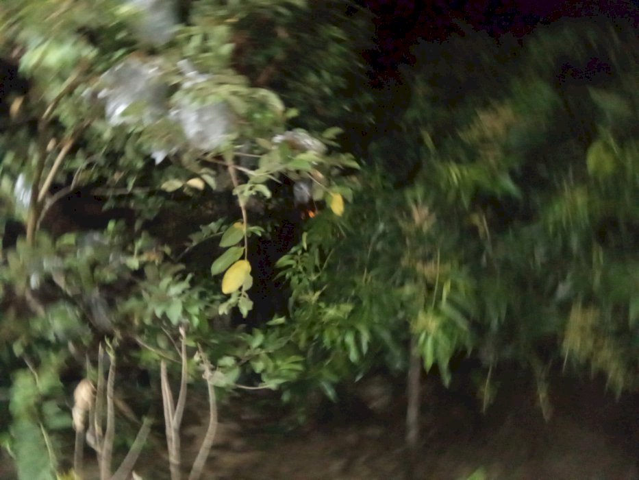 jual tanah kebun bambu