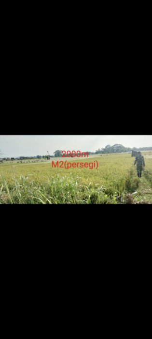 Dijual tanah sawah 2geduk
