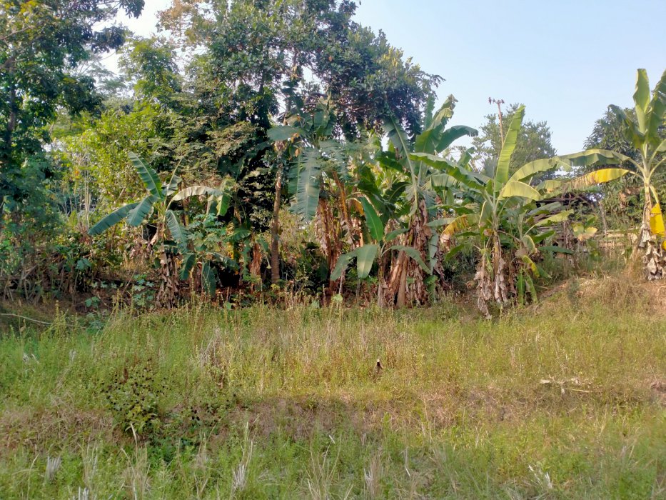 Di jual tanah pesawahan, untuk bertani