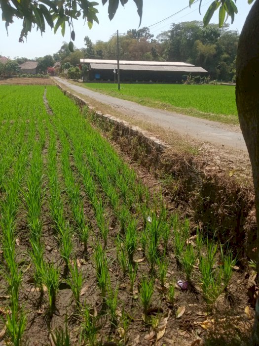 Sawah pinggiran jalan bisa 3 kali panen / tahun