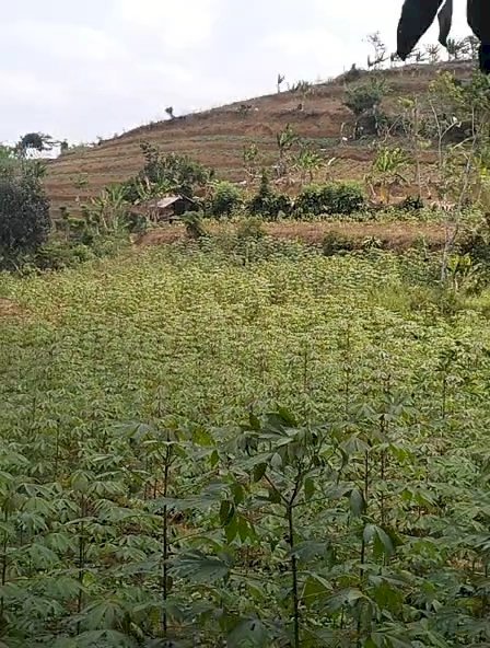 Jual Tanah Kebun ,udara sejuk ,terima langsung akses mobil ke lokasi