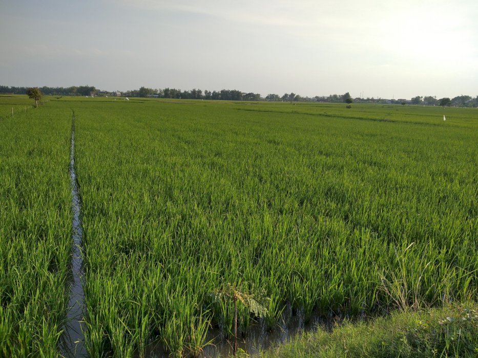 Di jual tanah persawahan lokasi strategis