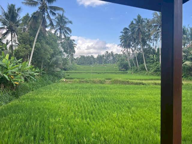 Sawah 1 petak lega, saya menjual butuh