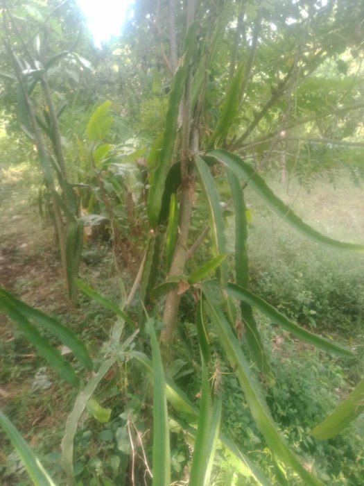 Jual tanah daerah desa bengkala kubutambahan singaraja