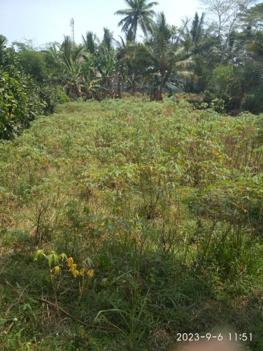 Lt430m permeter 190rb lokasi sukajadi mekarsari rancabungur bogor