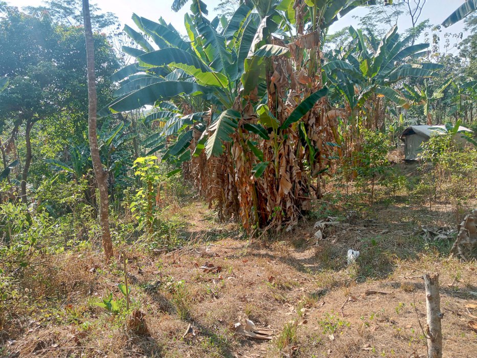 SEBIDANG TANAH PEKARANGAN ZONA KUNING