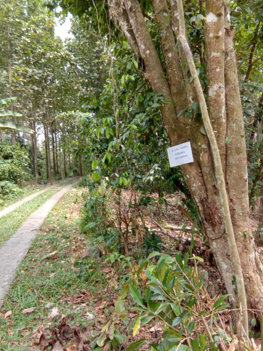 Dijual tanah SHM di Tabanan - Bali