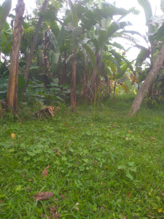 DIJUAL TANAH MURAH LOKASI STRATEGIS