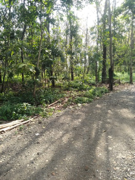 Di jual tanah kebunnya ada 200 pohon jati kurang lebih 300bata
