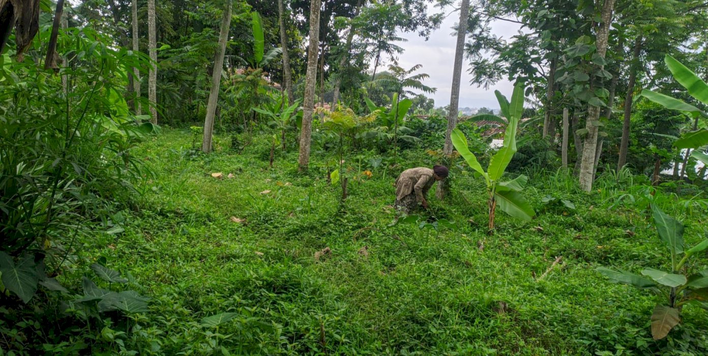 Tanah kebun cocok untuk investasi, kebun, atau rumah