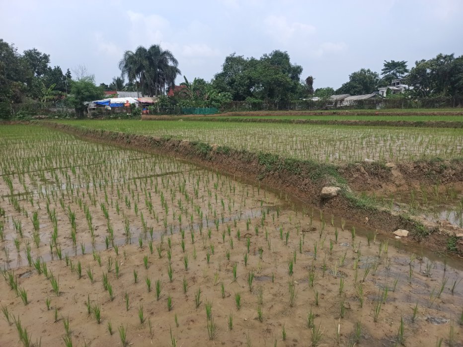 Dijual Tanah sawah jonggol dekat zona industri