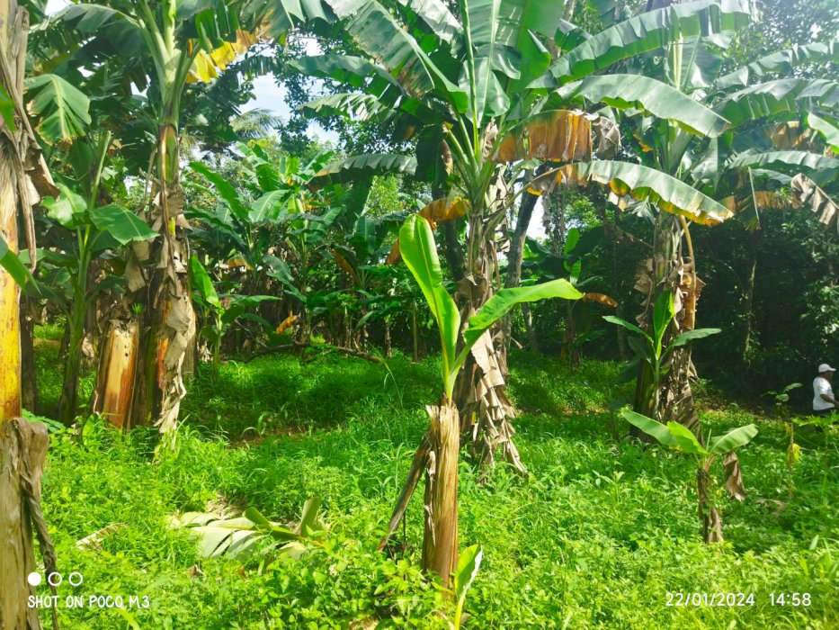 Jual Tanah Murah Dan Aman