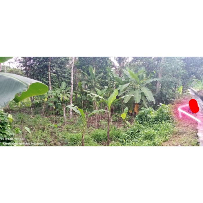 JUAL TANAH KEBUN MURAH