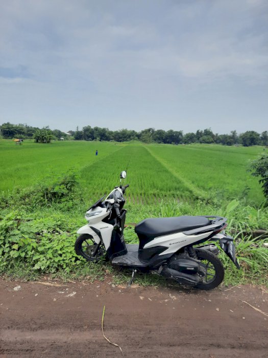 Tanah hakmilik lokasi sewon akses jalan deket jalan aspal