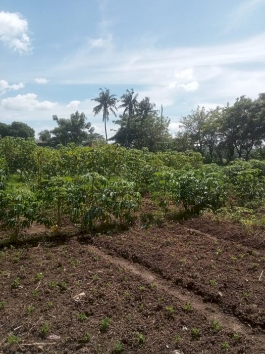 Dijual tanah kosong luas tanah 3000 meter