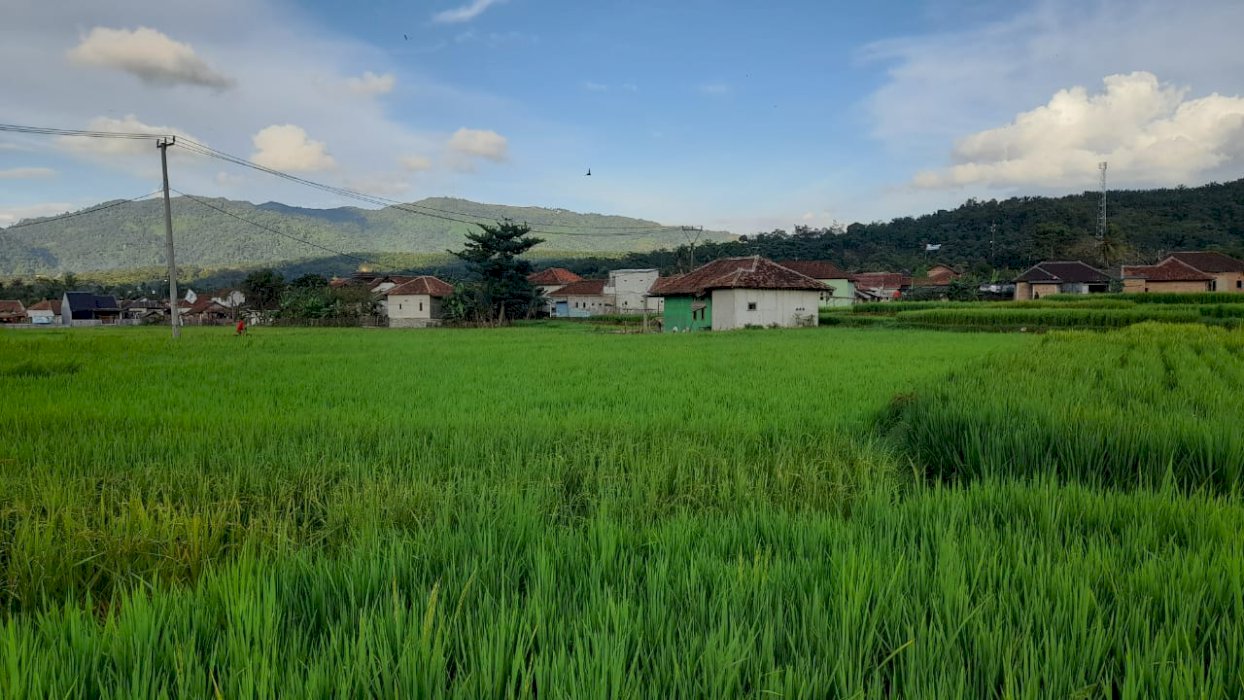 Jual tanah sawah produktip