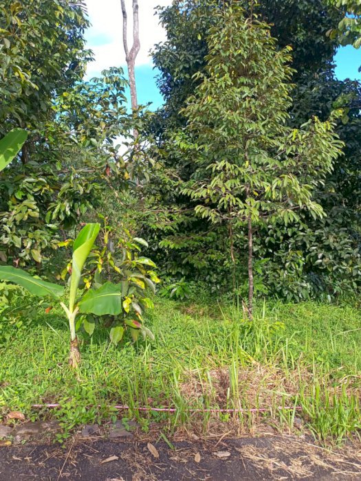 Jual tanah kebun manggis durian dll