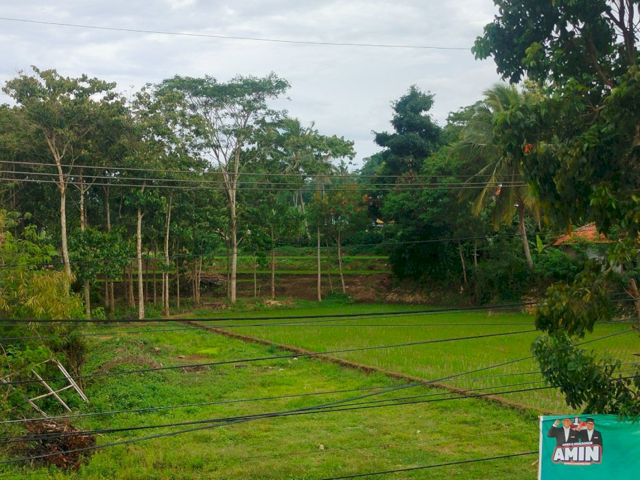 Tanah properti sawah lahan kebun sekitar 4000m²