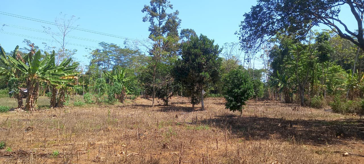 JUAL TANAH SIAP TANAM HARGA MURAH DI MIJEN