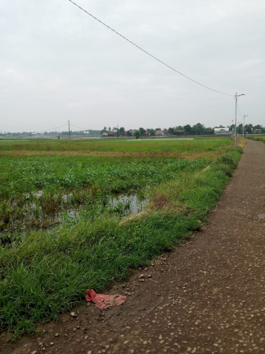 Di jual tanah sawah cocok buat perumahan