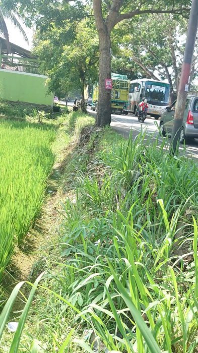 Tanah sawah pinggir jln raya