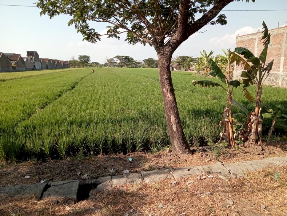 TANAH SAWAH PINGGIR JALAN