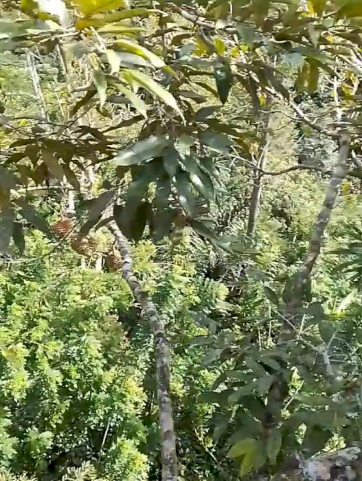 Dijual Tanah Perkebunan  Daerah Pupuan Tabanan Bali