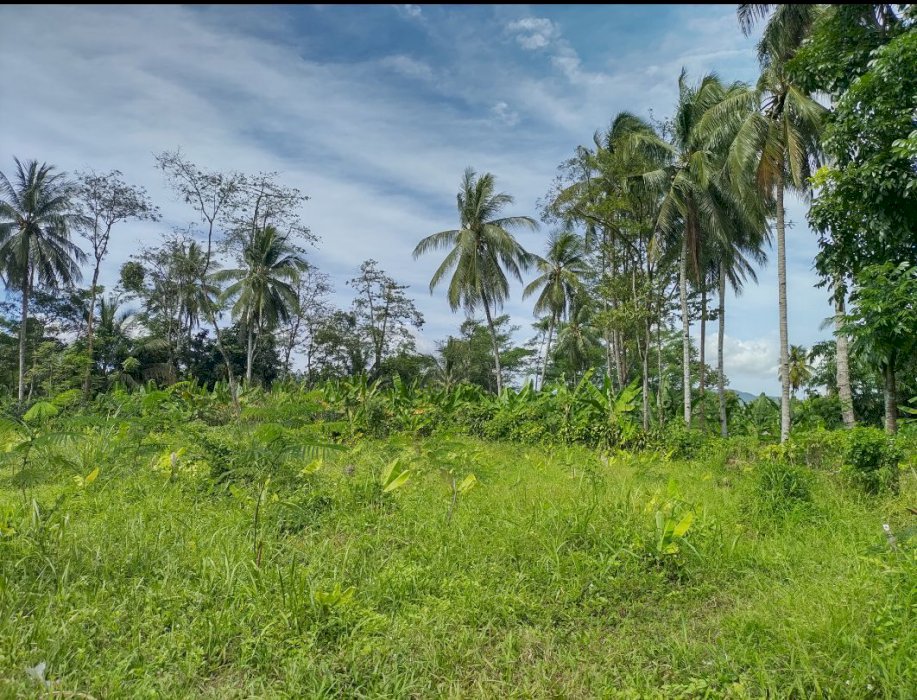 Kebun murah strategis