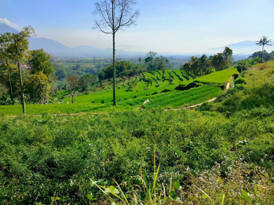 Tanah pasti cuan 20000m2