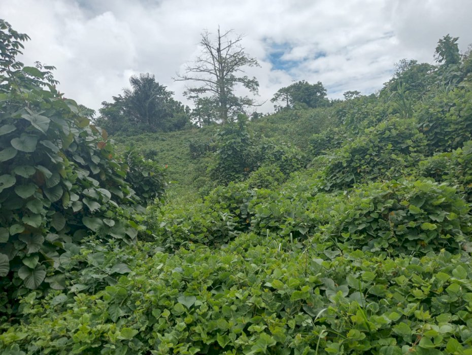 Jual Tanah di Kota Sorong Kilo 10.Luas Tanah : 8 Hektar