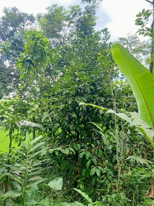 Dijual tanah kebun produktif kawasan wisata Sukamakmur