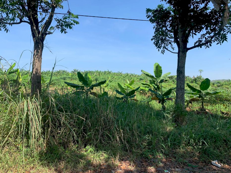 Jual tanah total 27 hektar di  cibinong hilir cianjur