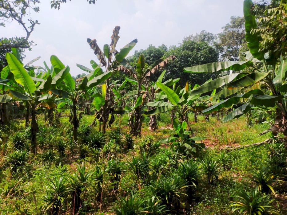 Dijual tanah luas 1820m²