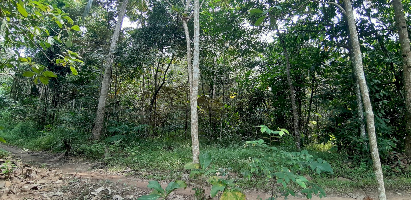 Tanah Perkebunan dan bisa untuk pemukiman