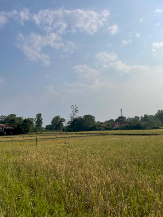 JUAL TANAH SATSET LUAS 5 HEKTAR